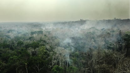 El bosque seco de la Chiquitania semanas después de los incendios de 2022.