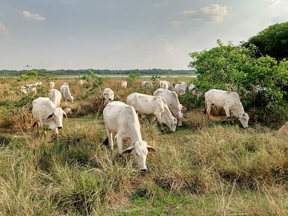 Ganado alimentándose en los pastos de la Reserva Barba Azul, en el departamento boliviano de Beni.