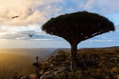 Socotra (Yemen).
Este archipiélago integrado por cuatro islas y dos islotes rocosos parece prolongar el Cuerno de África y la Península Arábiga. Socotra pertenece políticamente a Yemen pero es geográficamente parte de África. Es patrimonio mundial de la Unesco desde 2008, y su interior rugoso alberga una gran biodiversidad: el 37% de sus 825 especies de plantas, el 90% de los reptiles y el 95% de los caracoles terrestres no se dan en ninguna otra parte del mundo. Los geógrafos consideran es uno de los accidentes geográficos no volcánicos más aislados del planeta, y sus millones de años de aislamiento de cualquier otra masa terrestre son responsables de sus famosos ecosistemas diversos.
Siempre ha sido un lugar de belleza natural cruda y de leyendas. Todos, desde Platón hasta Marco Polo, atribuyeron poderes mágicos a sus habitantes, mientras que algunos creen que fue el Jardín del Edén perdido hace mucho tiempo. Es el hogar de los dragones de Socotra y de Simbad el Marino, que perdió su barco aquí ante un pájaro gigantesco mientras visitaba la isla en su quinto viaje.
Su geografía también es diferente a cualquier otro lugar, con una costa desértica que se eleva abruptamente desde el borde del océano. En el interior, especies de plantas de otro mundo se aferran a los extraños afloramientos rocosos y a paisajes lunares yermos. En otros lugares, la tierra cae en profundos cañones que son como oasis cubiertos de bosques de palmeras. Apenas 60.000 personas viven ahora en la isla principal, pero lejos de los pequeños asentamientos uno se siente como si hubiera aterrizado en una isla desierta y silenciosa en algún lugar cerca del fin de la Tierra.
