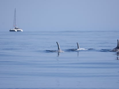 Ballenas avistadas en la costa de Girona.