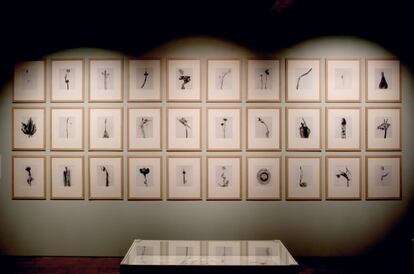 Instalación de la serie 'Herbarium' de Joan Fontcuberta , en la sala Canal Isabel II.