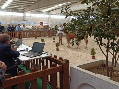 Primera subasta 'online' de ganado en España, celebrada en el Recinto Ferial de Salamanca.