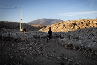 Un rebaño de ovejas en la finca regenerativa El Entredicho.