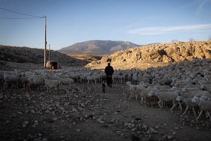 Un rebaño de ovejas en la finca regenerativa El Entredicho. 