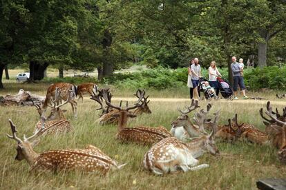 Un grupo de gamos en el parque de Richmond, en Londres.