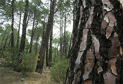 A pesar de ser tan criticados, no todos los pinares son iguales. Las especies autóctonas forman impresionantes masas en parajes privilegiados. En la foto, pinos rodenos en un paisaje protegido de la sierra de Albarracín (Teruel).