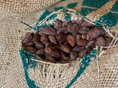 Habas del cacao.