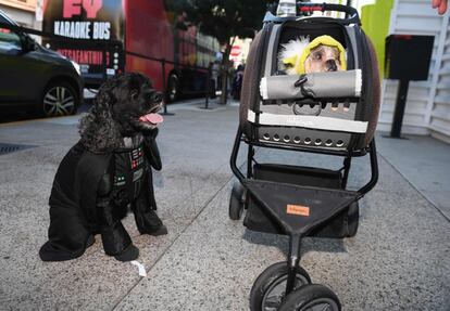 Dos perros vestidos de los persoajes de 'Star Wars', Darth Vader y Yoda, durante el Comic-Con.