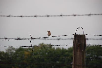 Un pájaro en la cerca del viejo campo de exterminio de Majdanek, en Polonia.