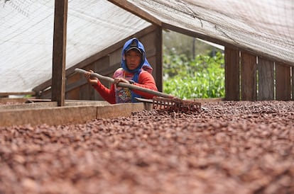 La producción de cacao está lejos de significar la bonanza que trajo el ingrediente principal para elaborar la cocaína, pero se ha convertido en una fuente estable de ingresos.