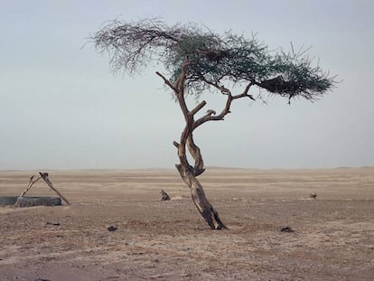 El árbol de Teneré, en una imagen de archivo