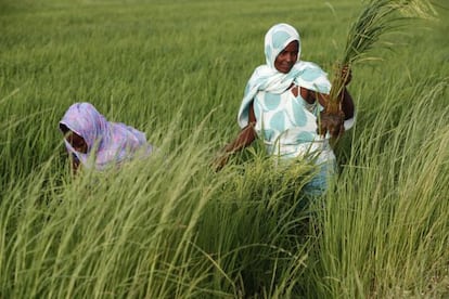Recolectoras de arroz en la región de Kolda (Senegal).