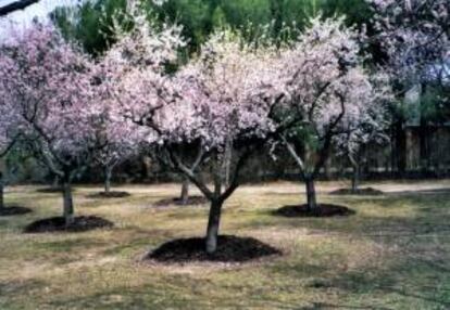Fotografía facilitada por SMA (Soluciones para el Medio Ambiente) del parque de La Quinta de los Molinos donde sus cerca de 6.000 almendros siguen siendo desconocidos para muchos madrileños. EFE/Archivo