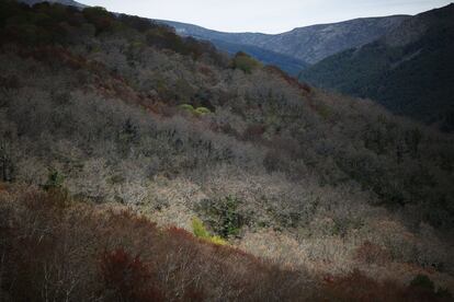 Imagen del bosque de hayas de color gris, aunque a estas alturas del año debería predominar el verde intenso. La tonalidad se debe a la helada que sufrió la zona, Reserva de la Biosfera, la semana pasada que quemó los brotes que habían comenzado a crecer empujados por las altas temperaturas de abril.