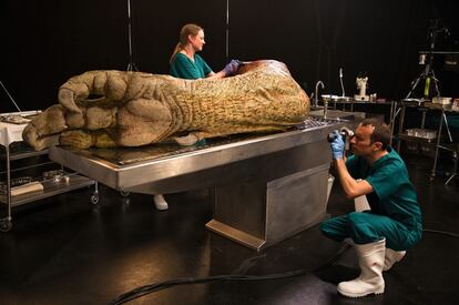 Una gigantesca pata de tiranosaurio.