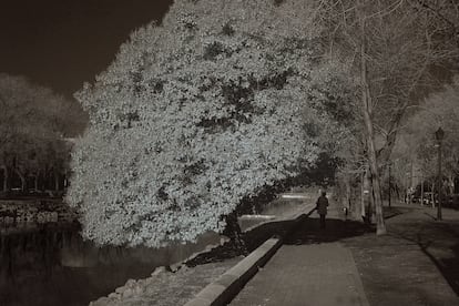 'Árbol', Madrid, 2008. Savelev ha recibido el Premio PHotoEspaña 2024 a su trayectoria.