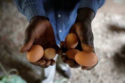 A apenas un kilómetro, otra escuela privada sigue sus pasos. "¡Bienvenidos al excolegio Mwea Brethrem!", saluda su dueño, Joseph Maina. "¡Ahora es una granja de pollos!", exclama a Efe emocionado, mientras por teléfono toma un pedido de 4.000 pollitos que se unirán al millar que ya tiene desde que empezó este negocio el 12 de junio. En la pizarra ya no queda ni rastro de las declinaciones de suajili de la otra escuela. Hay calendarios de vacunación, tablas con la cantidad de comida para los pollos y otro tipo de cálculos. "¿Volverá a abrir el colegio?". Maina se lo piensa en un prolongado silencio. "Depende", responde finalmente, "de las medidas y de cuánto nos apoye el Gobierno".