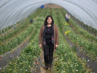 La ingeniera agrónoma Antonia Pérez, el viernes en una de sus fincas de fresas en Isla Cristina (Huelva).