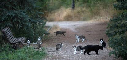 A cat colony in Arturo Soria park.