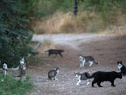 A cat colony in Arturo Soria park.