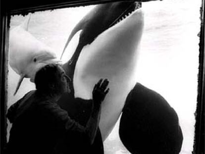 La orca <i>Ulises</i>.