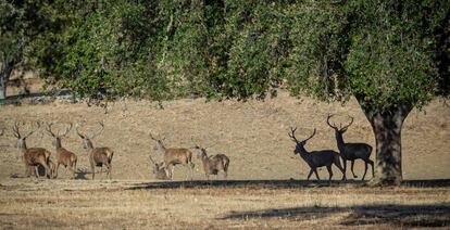 Finca privada en la Sierra de San Pedro, entre las localidades de Villar del Rey (Badajoz) y Aliseda (Cáceres), en Extremadura. 