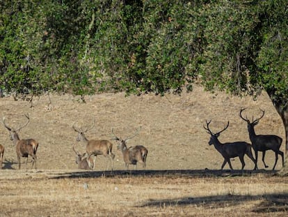 Finca privada en la Sierra de San Pedro, entre las localidades de Villar del Rey (Badajoz) y Aliseda (Cáceres), en Extremadura. 