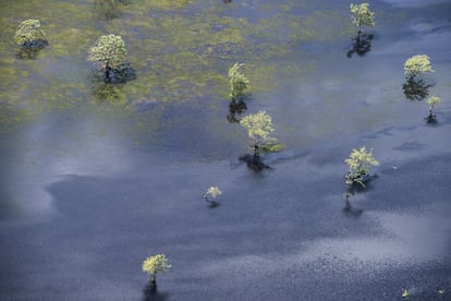 Terras baixas alagadas perto das desembocaduras do rio Amazonas e o rio Araguari, no Brasil.