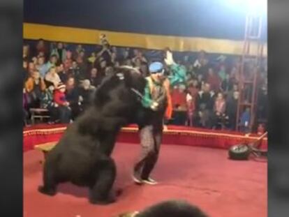 Otro de los trabajadores del circo intentó detener al animal mediante patadas y descargas eléctricas