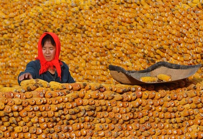 Una granjera apila mazorcas de maíz a las puertas de su casa en Changzhi, en la provincia china de Ghangzhi, en una imagen tomada en octubre de 2009.