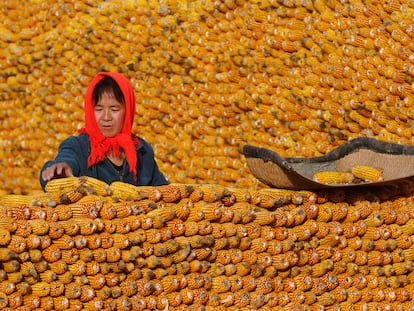 Una granjera apila mazorcas de maíz a las puertas de su casa en Changzhi, en la provincia china de Ghangzhi, en una imagen tomada en octubre de 2009.