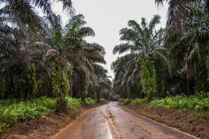 En esta zona de Camerún, a ambos lados del camino se levanta una muralla de palmeras de aceite, entre la que se divisa a trabajadores que con largas pértigas cortan las grandes piñas de frutos rojos que crecen en sus copas. Luego, remolques tirados por tractores o pequeños camiones las transportan hasta los molinos donde serán transformadas.