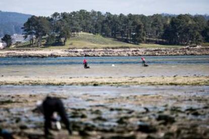 Mariscadoras en el arenal próximo al campo de golf de A Toxa