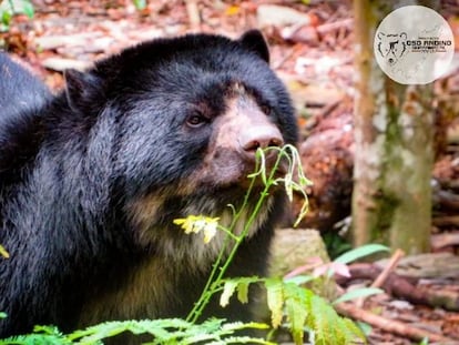 Un ejemplar de oso andino en un bosque de Venezuela