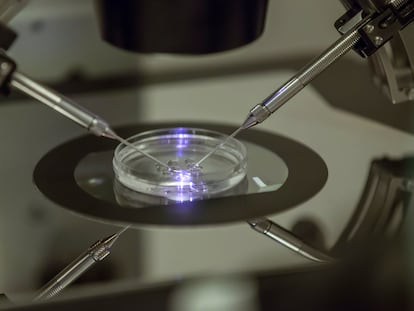 petri dish at the Create Health fertility clinic in south London