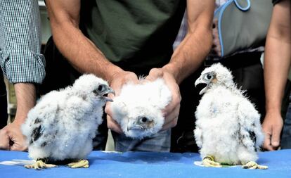 Un técnico de SEO BirdLife sostiene a uno de los polluelos anillados.