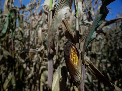 Una mazorca de maíz es visible antes de la cosecha en Illinois, EEUU, en octubre de 2023.