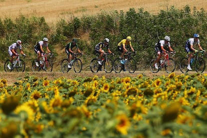 El pelotón pasa por un campo de girasoles durante la tecimotercera etapa del Tour 2015, disputada entre las localidades de Muret y Rodez el 17 de julio.