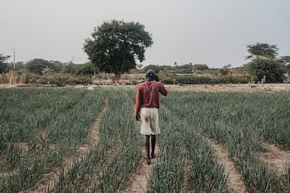 En la última visita al país, el presidente del Gobierno de España, Pedro Sánchez, anunció la puesta en marcha de varias iniciativas en Senegal, como la creación de la Alianza África Avanza o el programa de formación profesional 'Tierra Firme' para jóvenes senegaleses. Aidora piensa que estas inversiones, aun siendo positivas, son insuficientes. A esto hay que añadir que son muy pocos los recursos que van a llegar en forma de ayuda para la agricultura. “Somos conscientes de que se está buscando inversión para fomentar el trabajo entre los jóvenes, pero en el sector agrícola no recibimos ni un franco de este tipo de ayudas. Podemos buscar soluciones para combatir los efectos de la sequía, podemos seguir utilizando recursos para intentar frenar los efectos de la salinización, pero son medidas temporales. Si el Estado no nos ayuda, algún día tendremos que abandonarlo todo y buscarnos la vida de otra manera”, ultima Aidora. Un trabajador camina entre un árido campo de cebollas en la zona de Gandiol, en agosto de este año. 