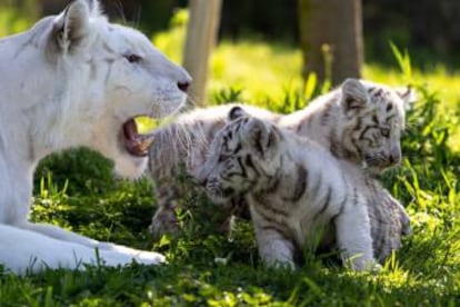 La madre, 'Bandi', vigila a sus cachorros.