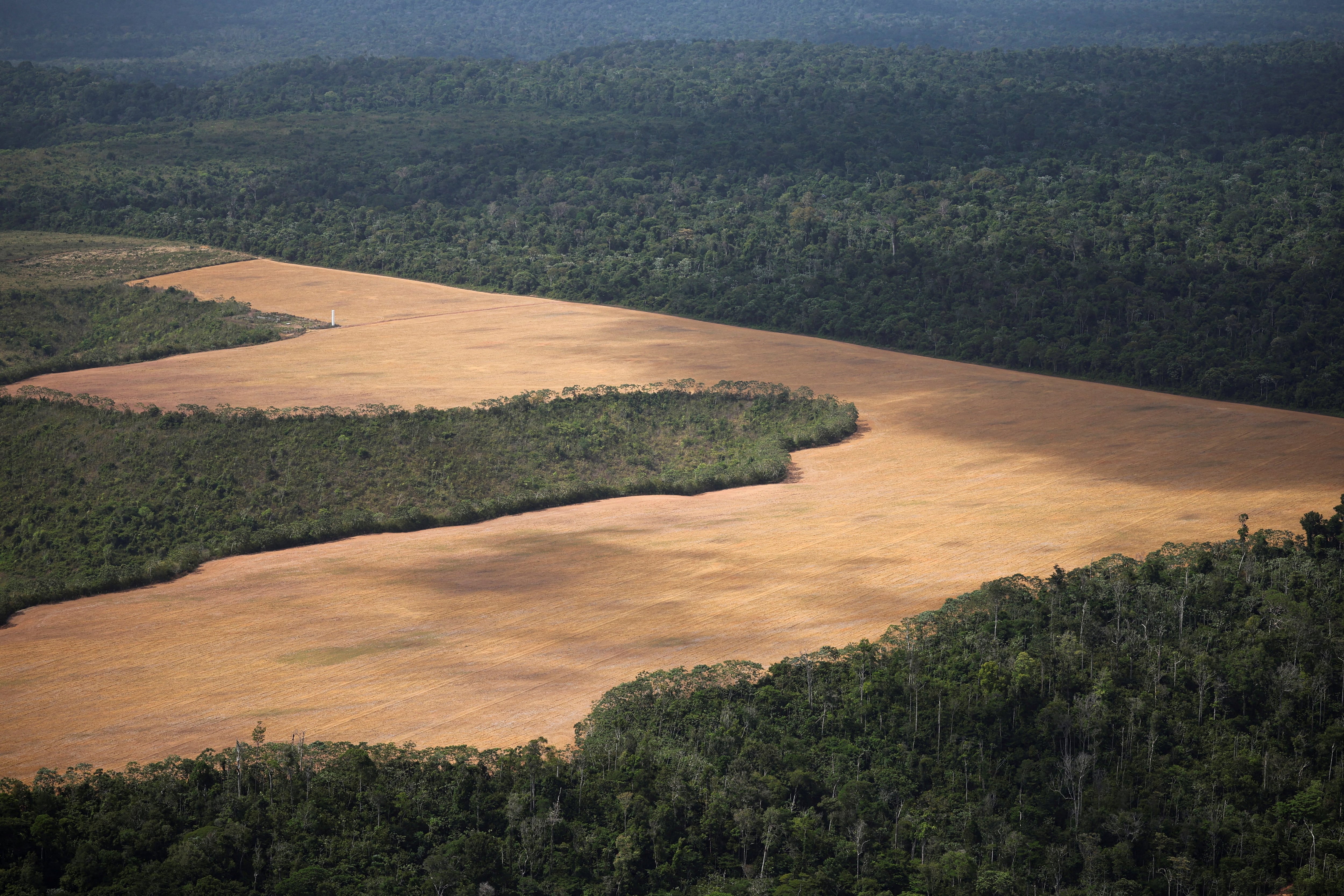 La ultraderecha en América Latina amenaza el avance contra la deforestación, según un informe