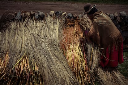 Una campesina coloca las plantas de quinoa recién cortadas contra un muro de piedra para secarlas y luego procesarlas.