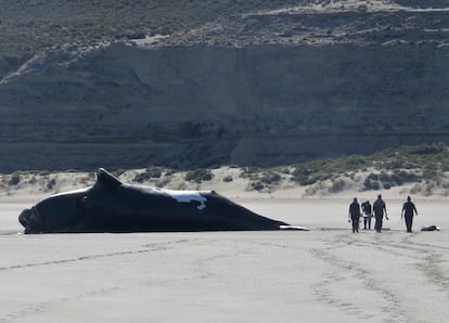 Un grupo de investigadores camina junto al cuerpo de una ballena, en la provincia de Chubut, el 15 de octubre de 2022. 
