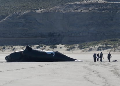 Un grupo de investigadores camina junto al cuerpo de una ballena, en la provincia de Chubut, el 15 de octubre de 2022.
