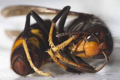 Vespa velutina, also known as the Asian hornet.