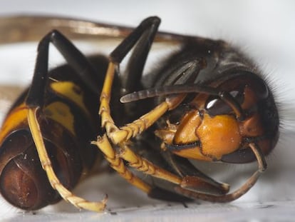 Ejemplar de Vespa velutina, conocida como la avispa asesina.