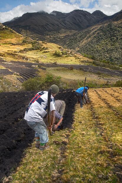 Siembra de papa en terrenos inclinados, que permite discurrir el agua de lluvia.