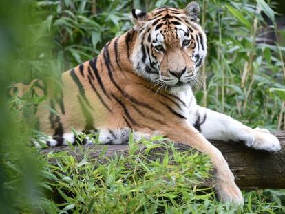 En la actualidad hay 1.700 tigres en India. 