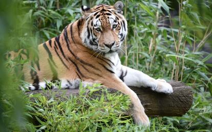En la actualidad hay 1.700 tigres en India.