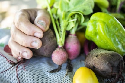 Entidades da sociedade civil têm prestado apoio às famílias que receberam as cisternas. Atuam para agregar valor ao que elas cultivam no quintal de casa e organizam feiras agroecológicas para dar vazão a essa produção.